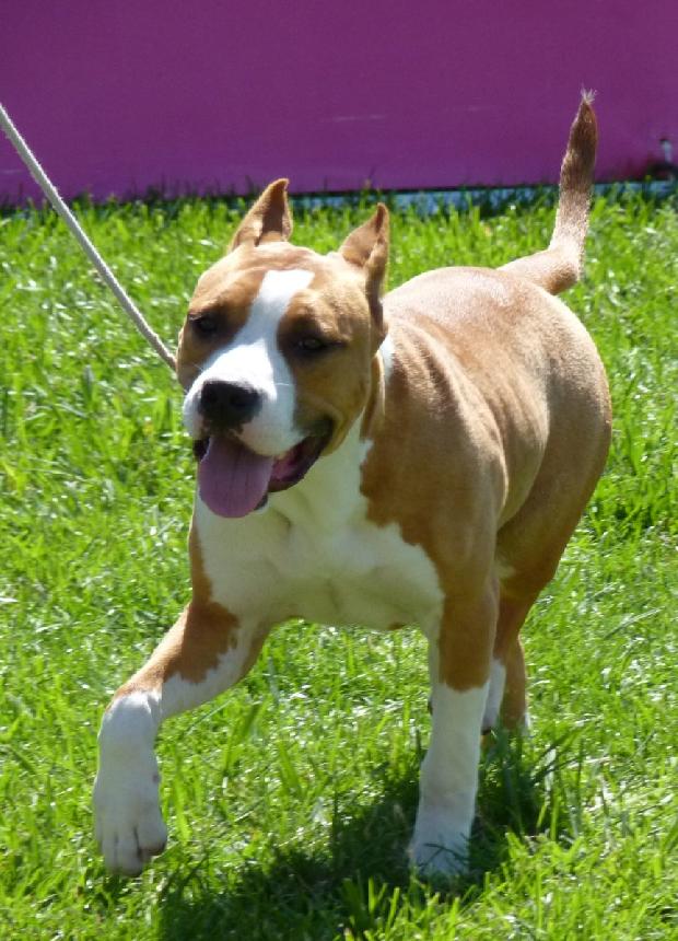 American Staffordshire Terrier