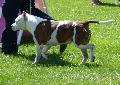 American Staffordshire Terrier