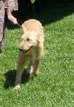 Cães