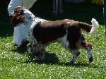 Cães