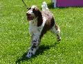 English Springer Spaniel