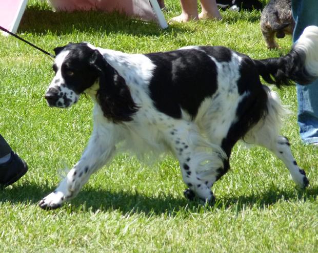 English Springer Spaniel