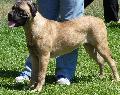 Bullmastiff