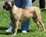 Cães