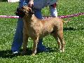 Bullmastiff