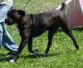 Cane Corso Italiano