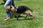 Cães