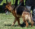 Cão de Pastor Alemão