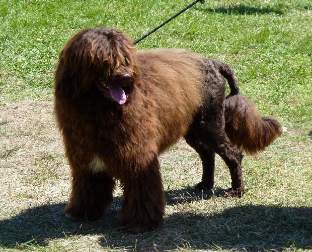 Cão de Água Português