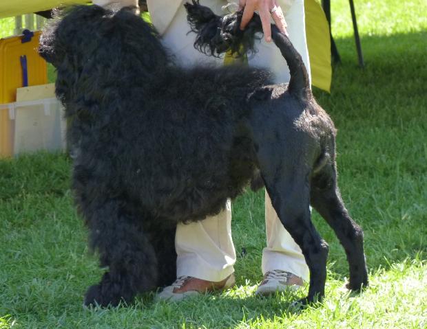 Cão de Água Português