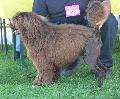Cão de Água Português