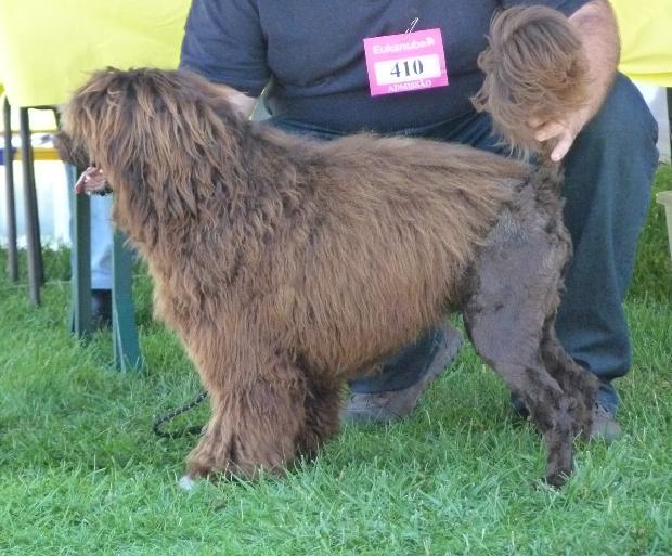 Cão de Água Português