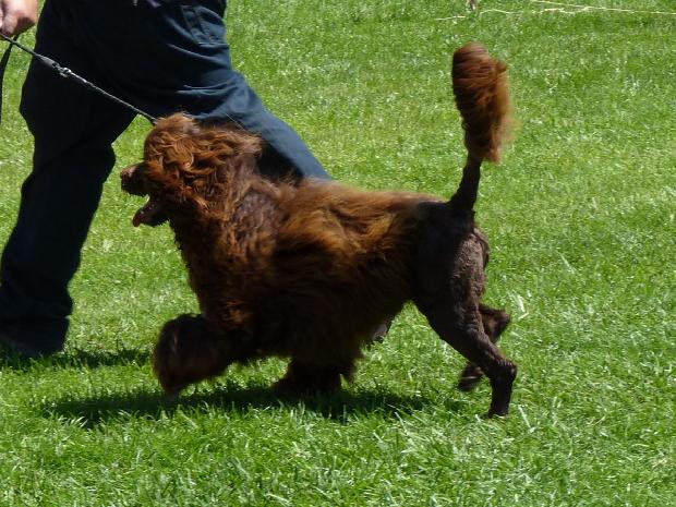 Cão de Água Português