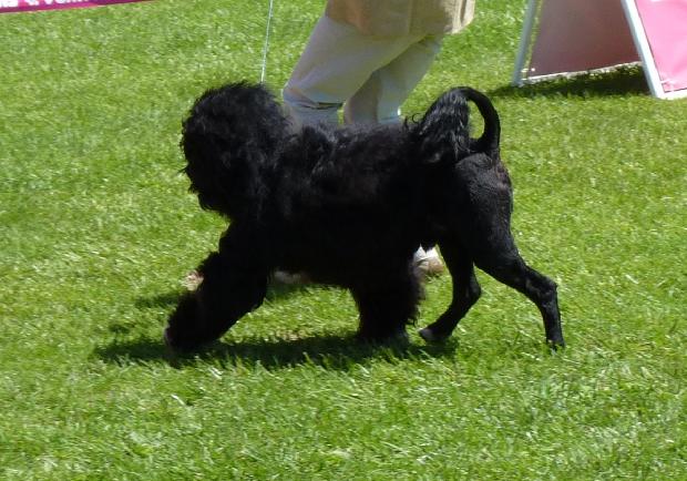 Cão de Água Português