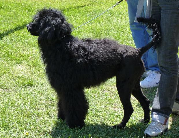 Cão de Água Português