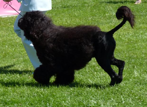 Cão de Água Português