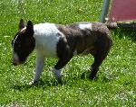 Cães
