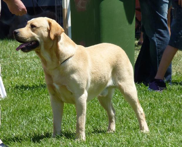 Retriever do Labrador