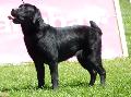 Retriever do Labrador