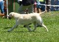 Retriever do Labrador