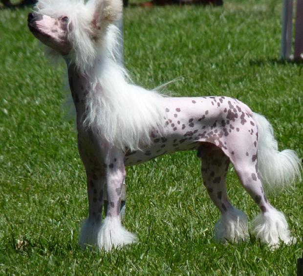 Cão de Crista Chinês