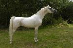 Cavalos