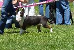 Cães