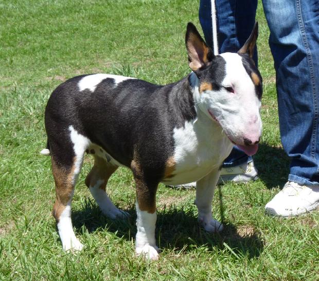 Bull Terrier