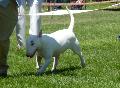 Bull Terrier