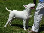 Cães