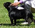 Staffordshire Bull Terrier