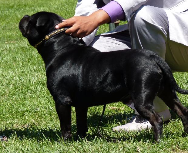 Staffordshire Bull Terrier