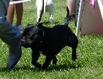 Cães