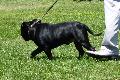 Staffordshire Bull Terrier