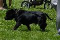 Staffordshire Bull Terrier