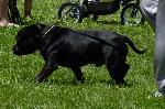 Cães