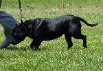 Cães