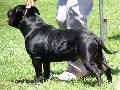 Staffordshire Bull Terrier
