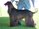 Cães