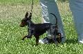 English Toy Terrier
