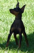 English Toy Terrier