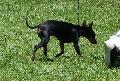 English Toy Terrier