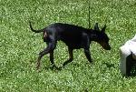 Cães