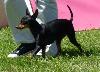 English Toy Terrier (Black and Tan)