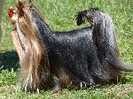 Cães