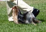 Cães