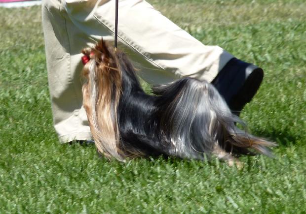 Yorkshire Terrier