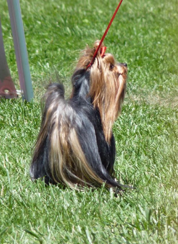 Yorkshire Terrier