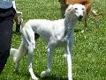 Saluki
