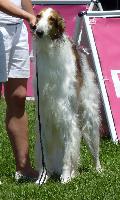 Borzoi